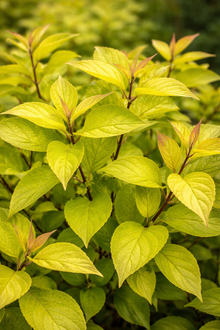 Cornus alba 'Neon Burst'