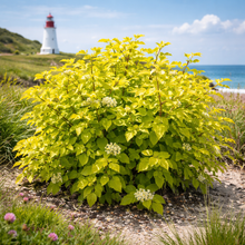 Cornus alba 'Neon Burst'