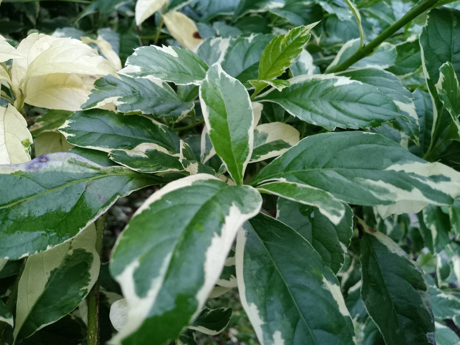 Cornus alba 'Sibirica'