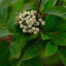Cornus alba 'Sibirica'