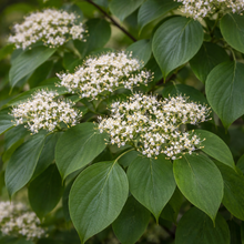 Cornus alternifolia