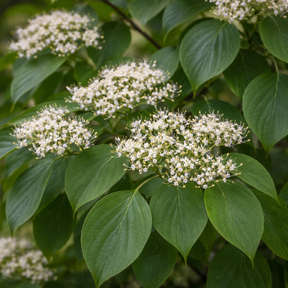Cornus alternifolia