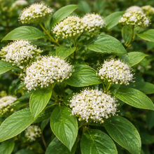 Cornus sericea 'Flaviramea'