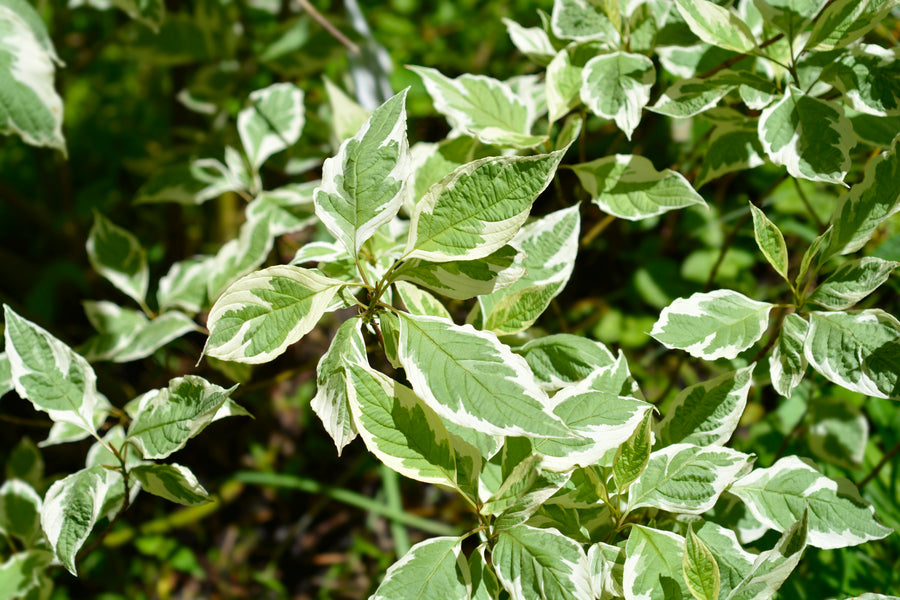 Cornus sericea 'Silver and Gold'