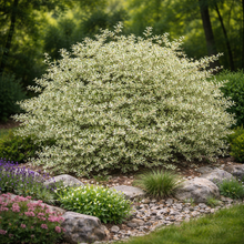 Cornus sericea 'Silver and Gold'