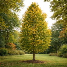 Corylus colurna