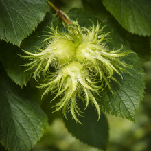 Corylus colurna