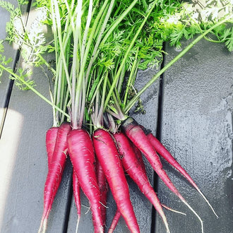 Organic 'Cosmic Purple' Carrot Seeds by Gaia, product image prepared for Canadian gardeners.