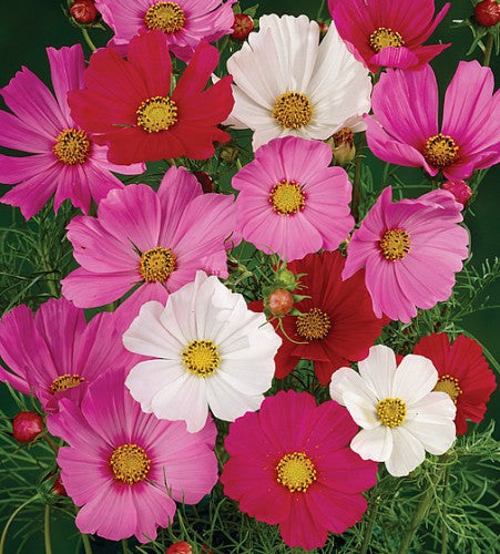 Cosmos Mix. This cosmos mix produces varied flower colours above finely cut, airy foliage.