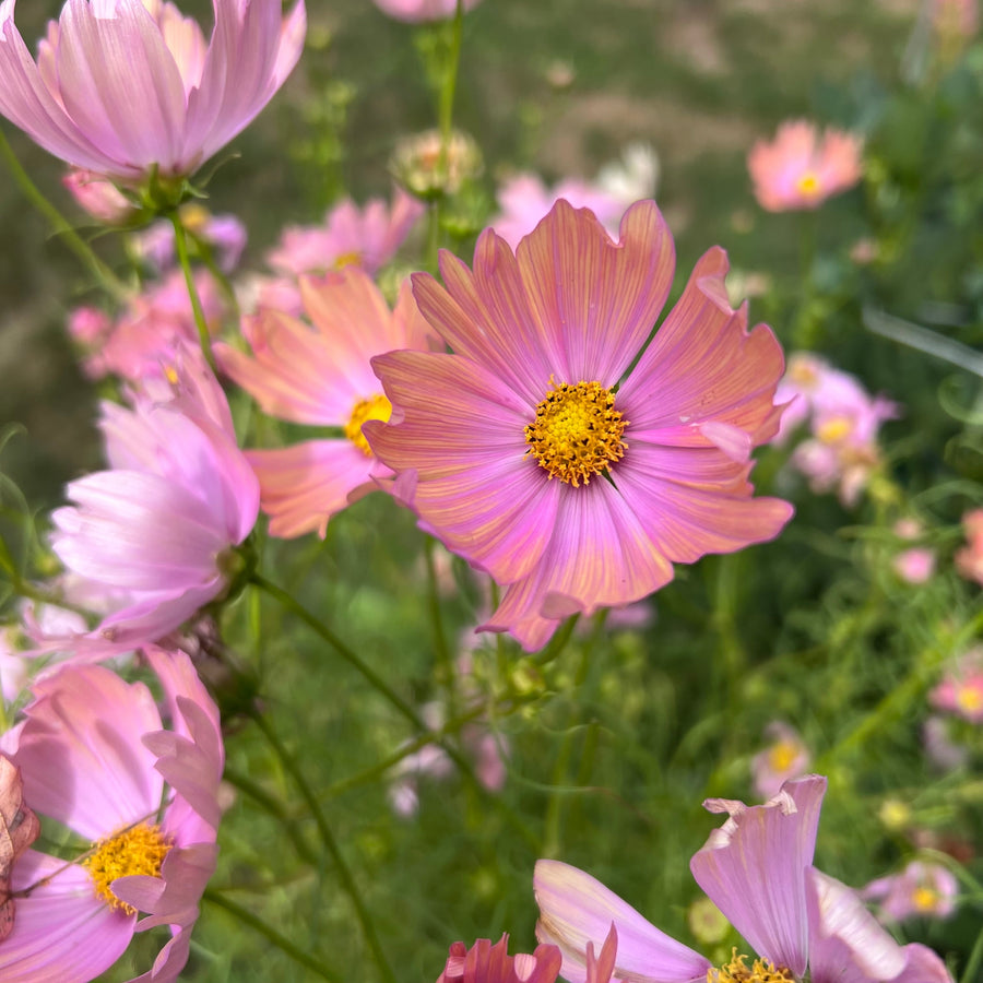 Cosmos 'Apricotta'