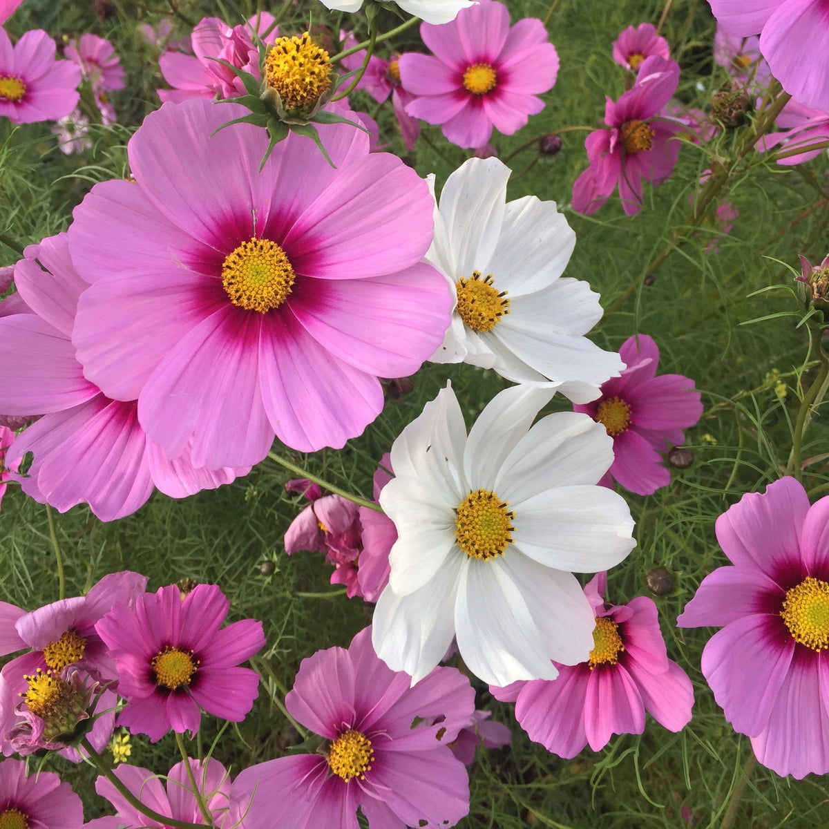 Photographie de Cosmos mélange (Cosmos bipinnatus ‘Sonata’), sélection proposée en semences W.H. Perron. Le visuel présente l’apparence de la plante ou de sa récolte et permet d’en observer les formes et les couleurs. Cette vue illustre les caractéristiques visibles de la sélection, dans une présentation destinée à accompagner son identification et à montrer son intérêt au jardin.