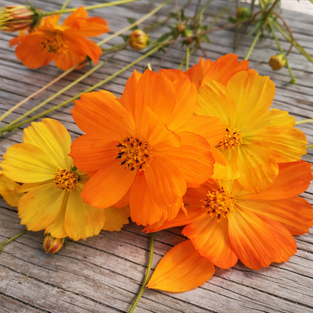 Cosmos sulfureux bio