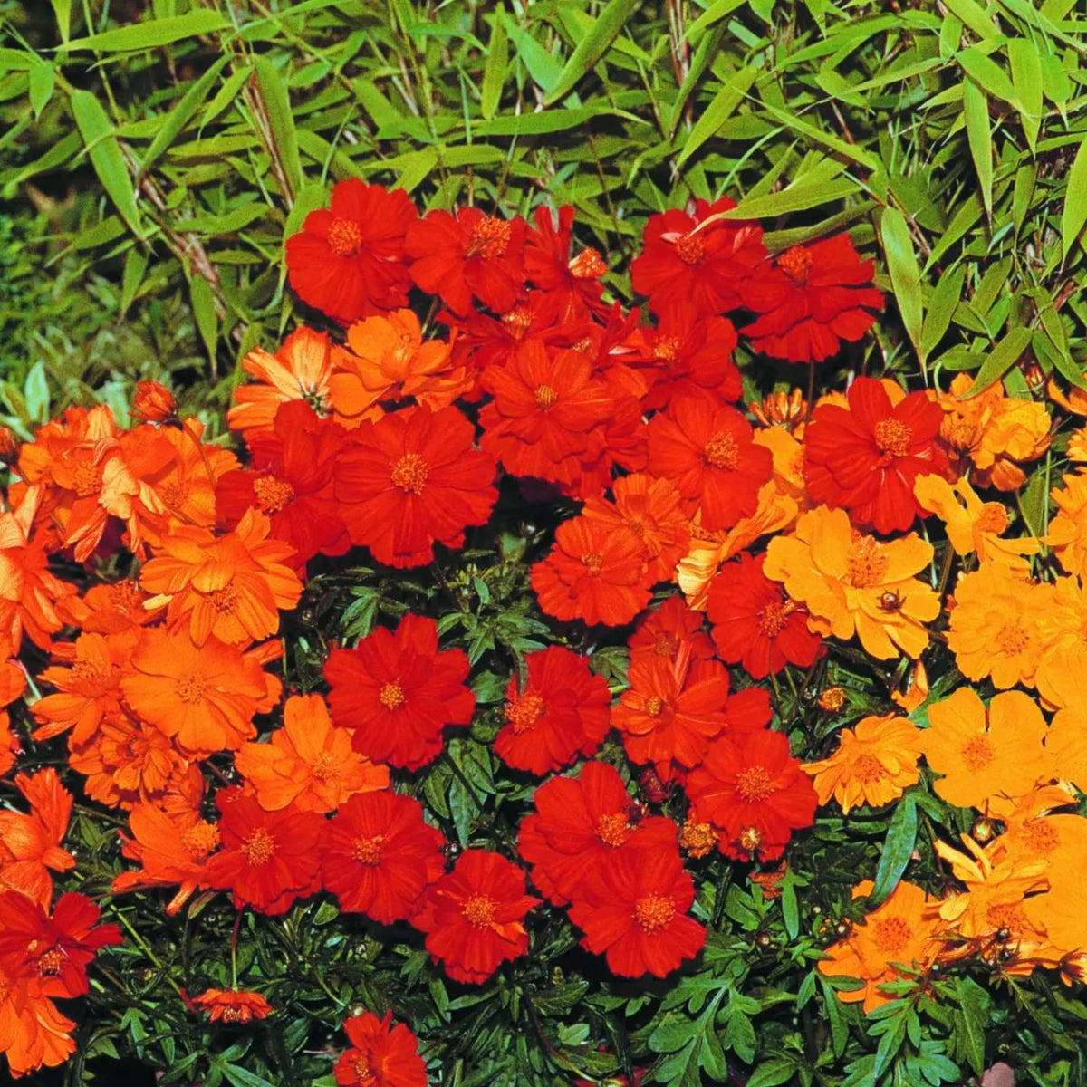 Cosmos mélange 'Cosmic'