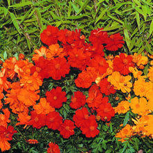 Cosmos mélange 'Cosmic'