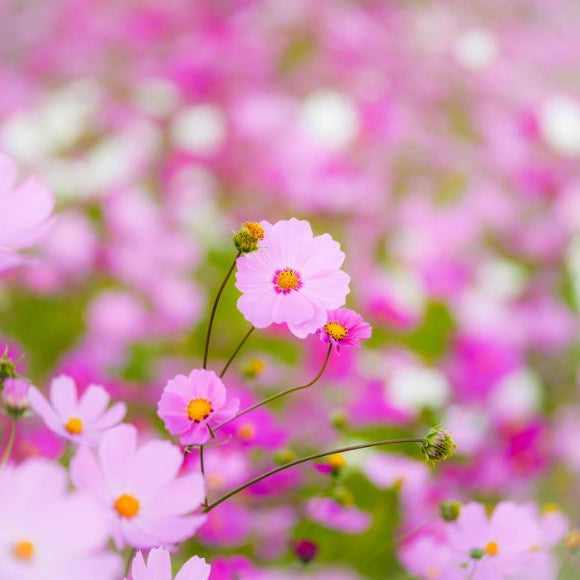 Cosmos 'Cosmos Mix' organic