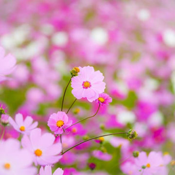 Cosmos 'Cosmos Mix' bio