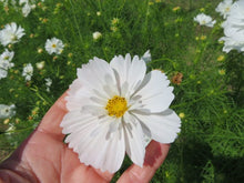 Cosmos 'Fizzy White'