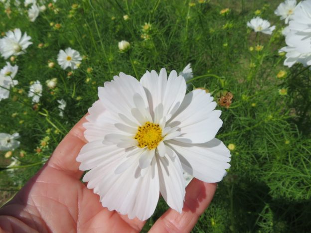 Cosmos 'Fizzy White'