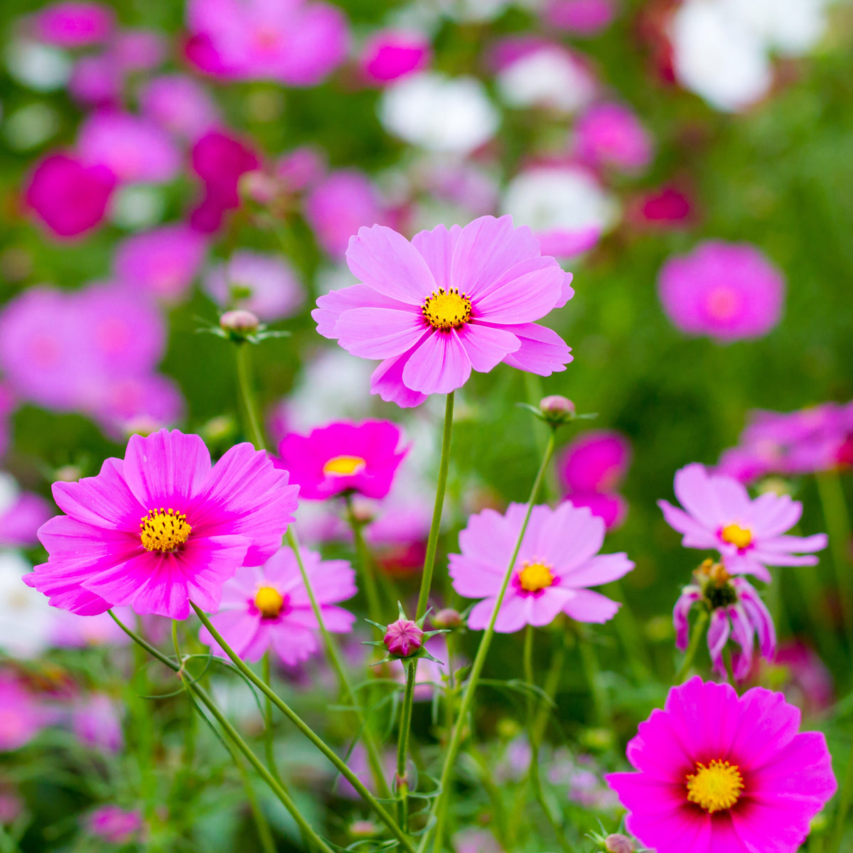 Photo de Cosmos ‘Antiquity’. La couleur caractéristique est : rose. Le visuel permet d’observer les contours, les teintes et la disposition des éléments présentés. Les détails de forme et les contrastes donnent un aperçu de l’apparence de cette plante ou de sa récolte. Cette photographie accompagne la variété nommée afin de l’identifier dans la sélection de semences.