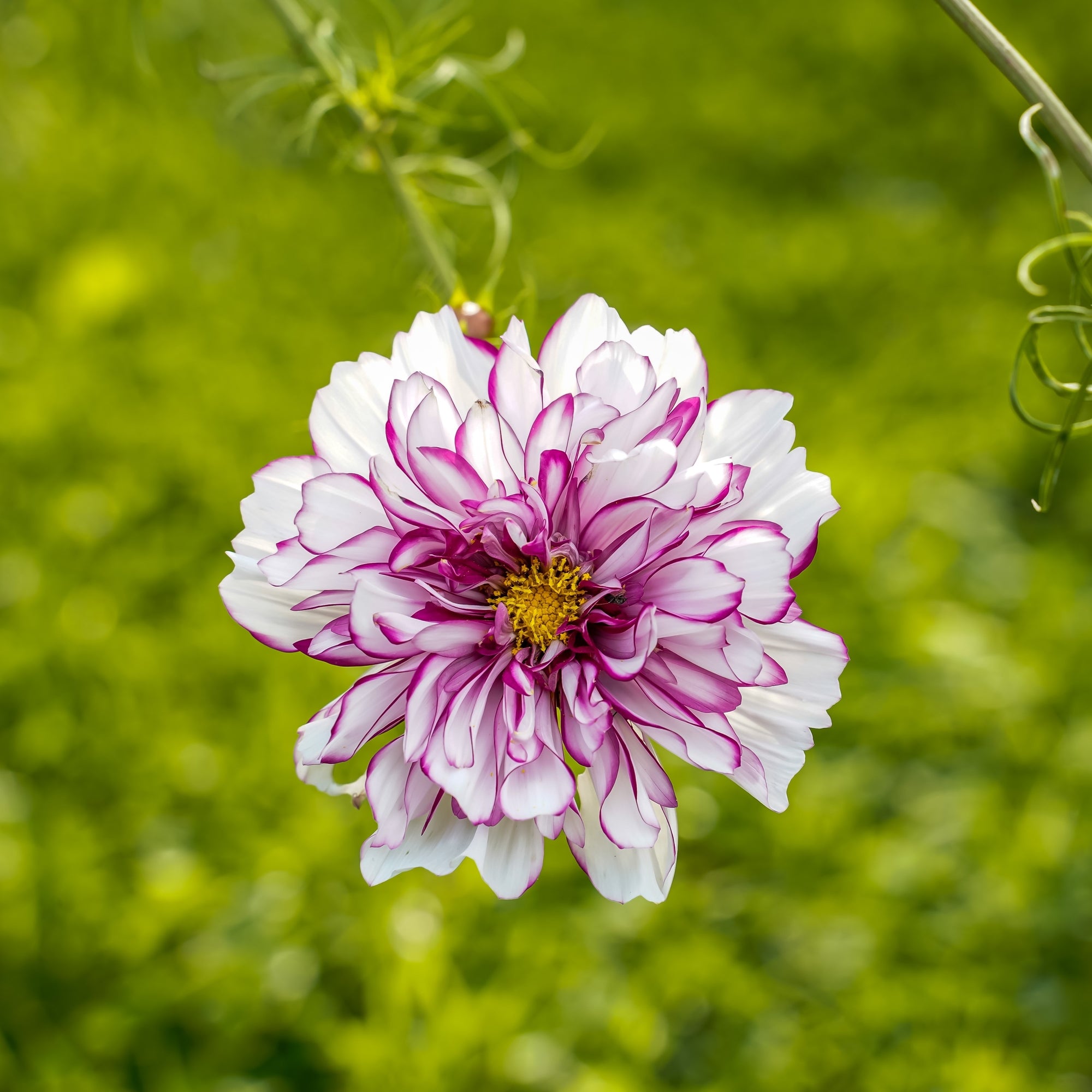 Double Click Bicolor Violet cosmos (<em>Cosmos bipinnatus</em>)