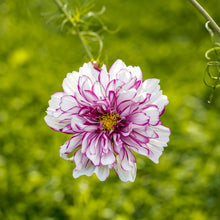 Double Click Bicolor Violet cosmos (<em>Cosmos bipinnatus</em>)
