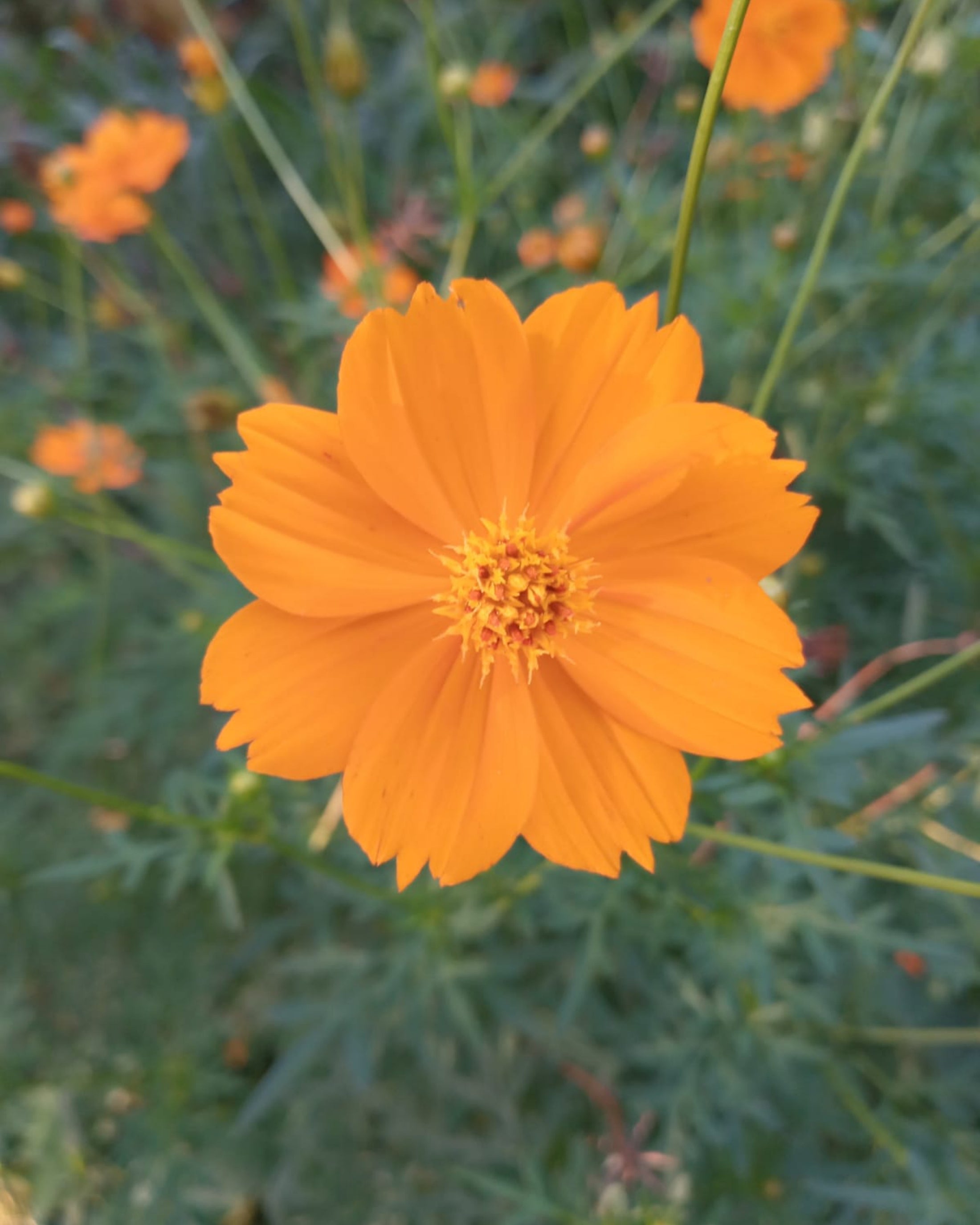 Sulfur Cosmos