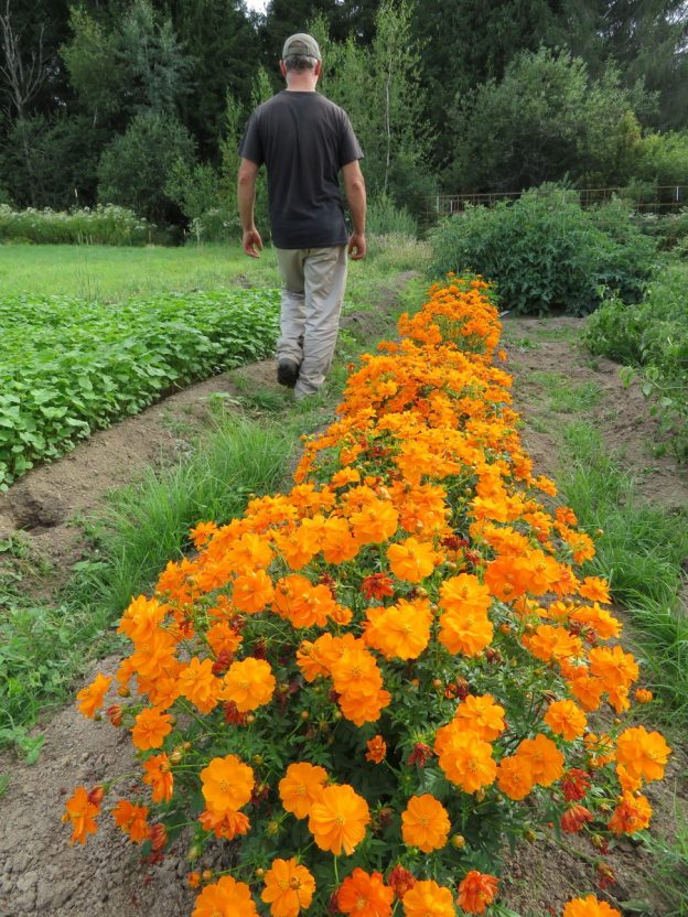 Cosmos sulfureux nain