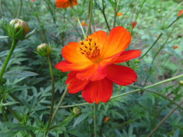 Cosmos sulfureux rouge