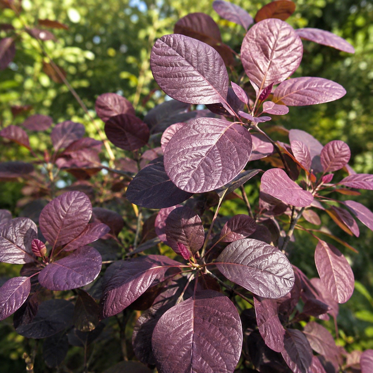 Cotinus coggygria 'Velveteeny'