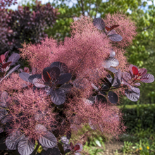 Cotinus coggygria 'Velveteeny'