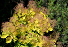 Cotinus coggygria 'Golden Spirit'