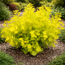 Cotinus coggygria 'Golden Spirit'