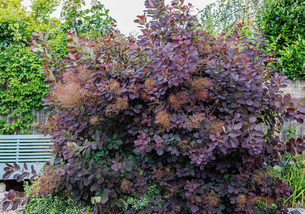 Arbre à perruques ‘Royal Purple’ (Cotinus coggygria)