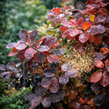 Cotinus coggygria 'Royal Purple'