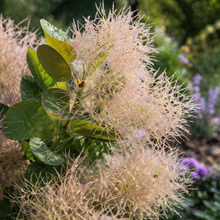 Cotinus coggygria 'Young Lady'