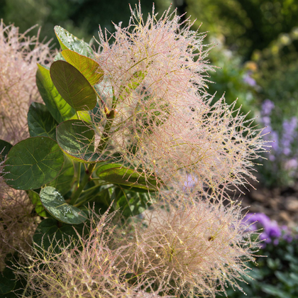 Cotinus coggygria 'Young Lady'