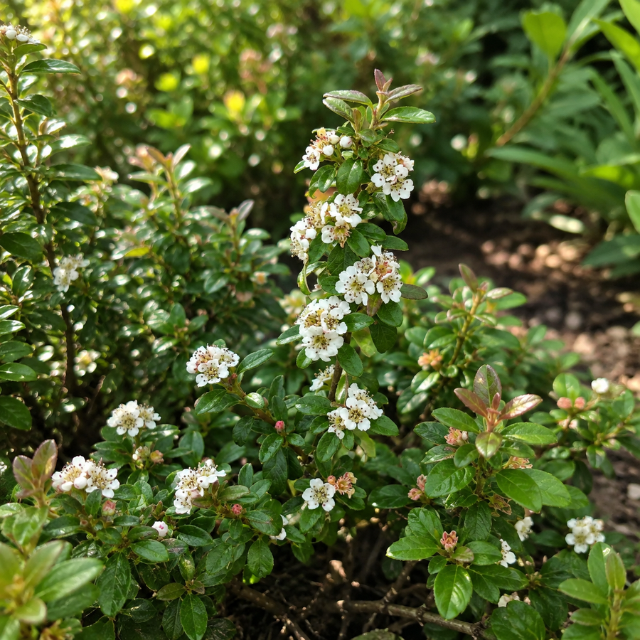 Cotoneaster × suecicus 'Emerald Sprite'
