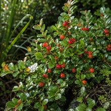 Cotoneaster dammeri