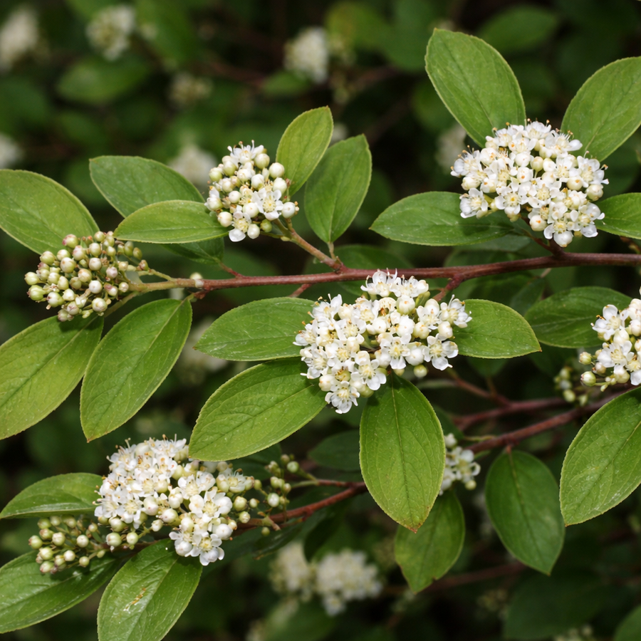 Cotoneaster acutifolia