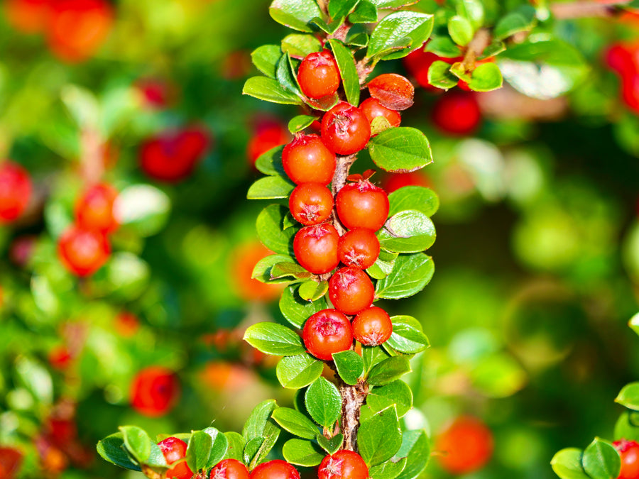 Cotoneaster adpressus 'Praecox'