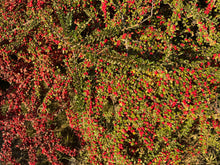 Cotoneaster apiculatus