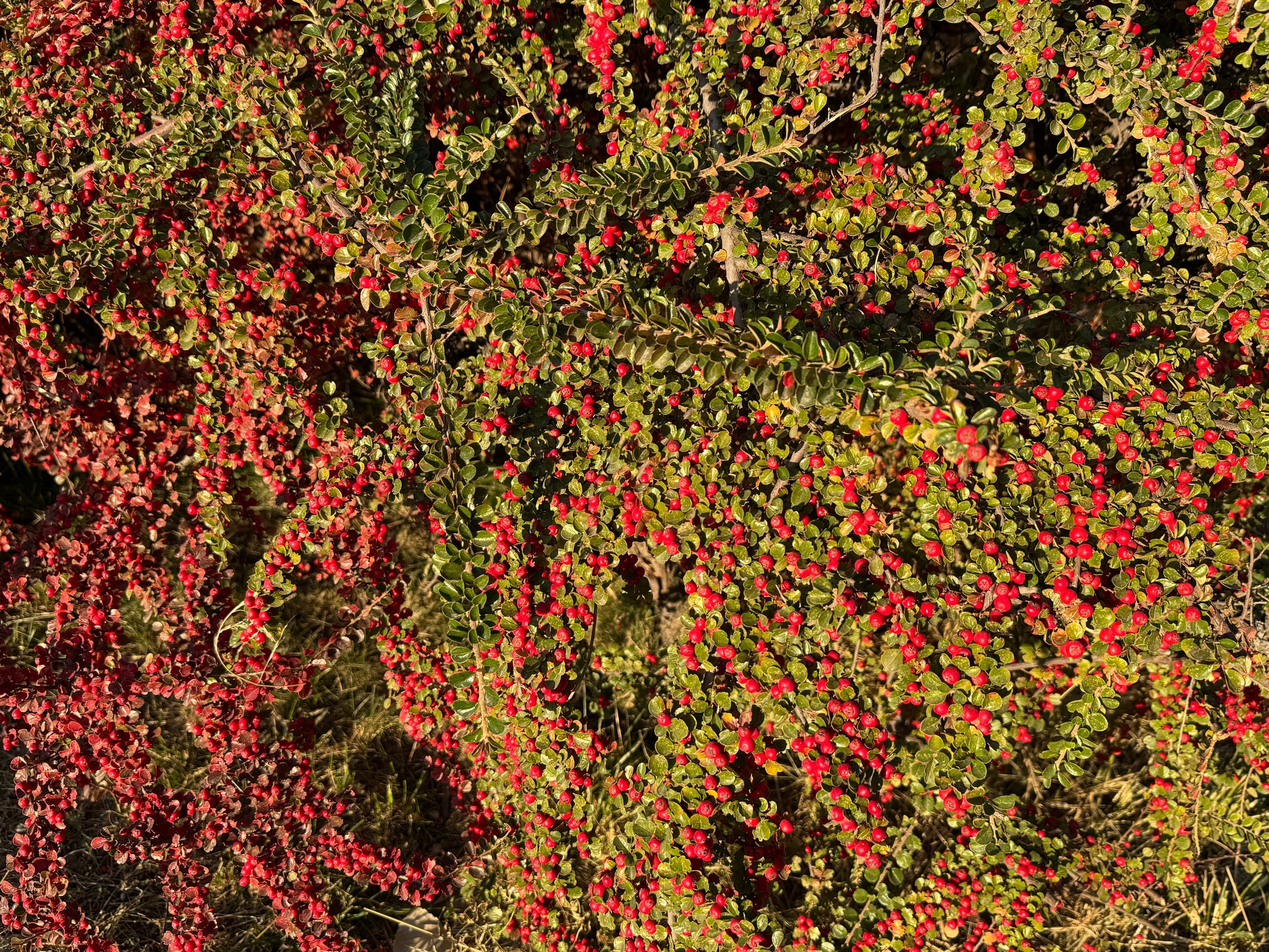 Cotoneaster apiculatus