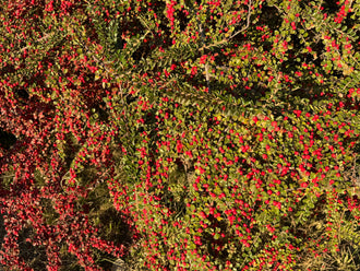 Cotonéaster à feuilles apiculées (Cotoneaster apiculatus)