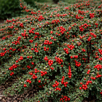 Cotonéaster horizontal ‘Hessei’ (Cotoneaster horizontalis)