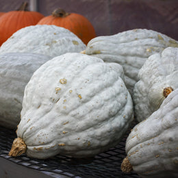 'Blue Magic' Winter Squash