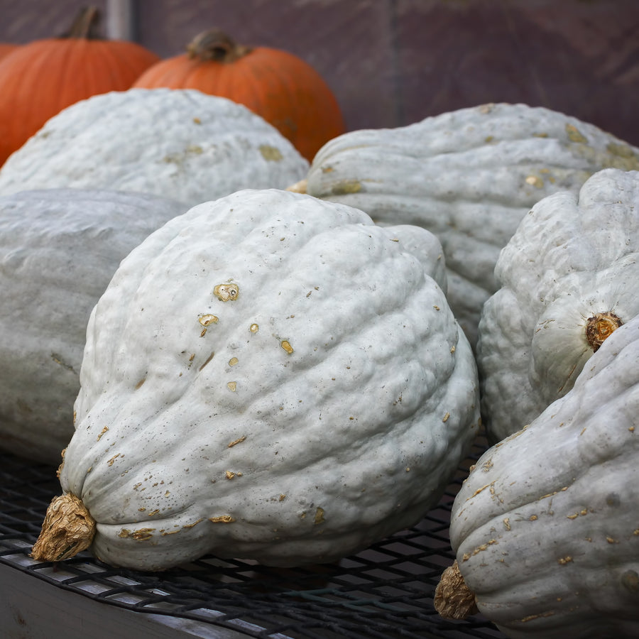 Courge d'hiver 'Blue Magic'