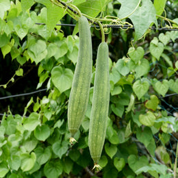 Courge luffa 'Zou Sing'