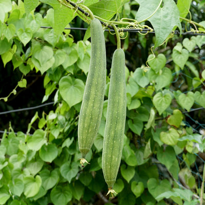 Courge luffa 'Zou Sing'