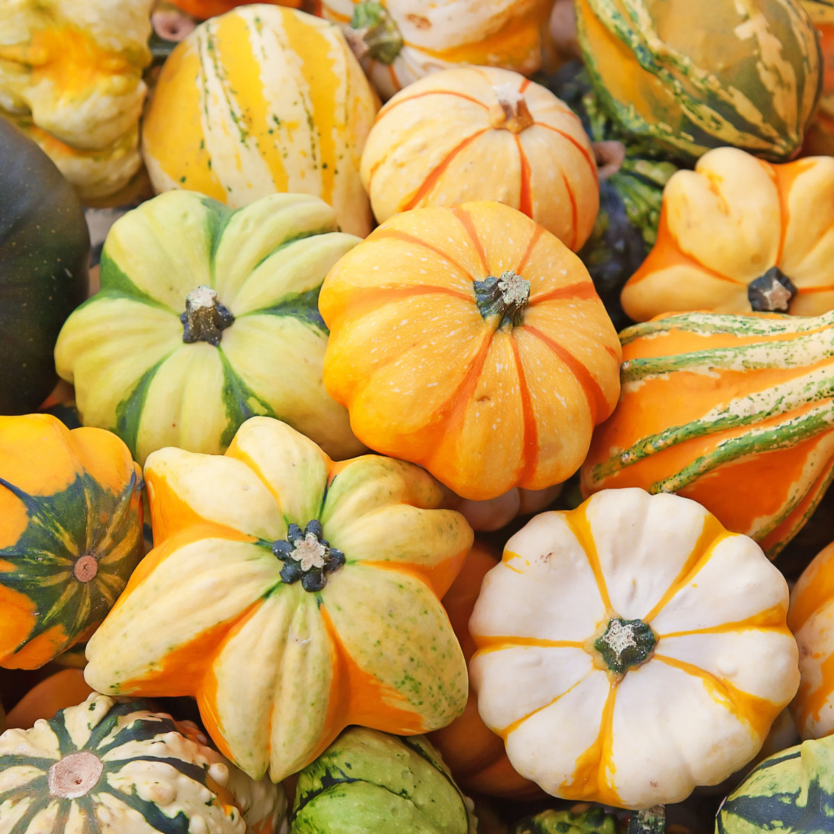 Photo de Courge ornementale 'Galaxy of Stars' F1. Ce mélange unique produit des fruits en forme d'étoiles, dans des teintes variées de jaune, crème, orange, vert et blanc, avec des motifs et rayures fascinants. Prévoyez une surface suffisante au potager pour que le feuillage puisse s'étendre sans étouffer les cultures voisines.