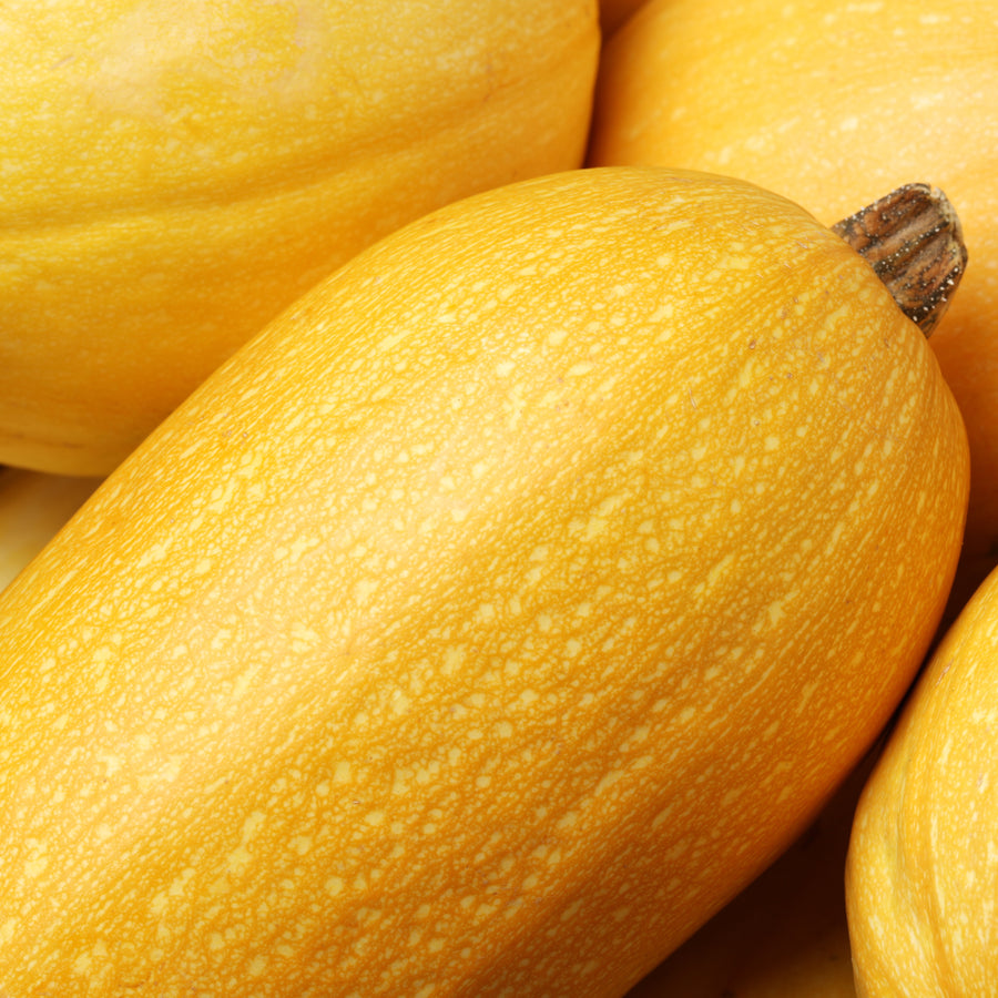 Courge 'Spaghetti' bio